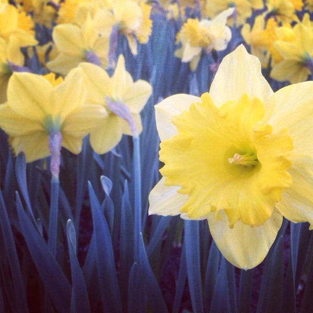 Beautiful daffodils #spring #yellow