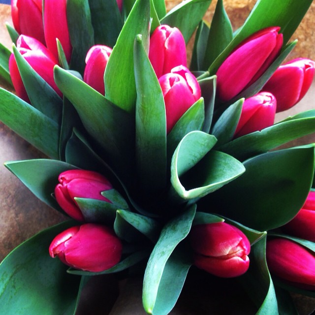 Happy Spring!! #today #tulips #love #spring #march