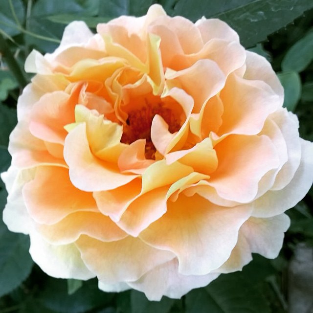 #instapic #mygarden #rose #elegant #davidaustenrose